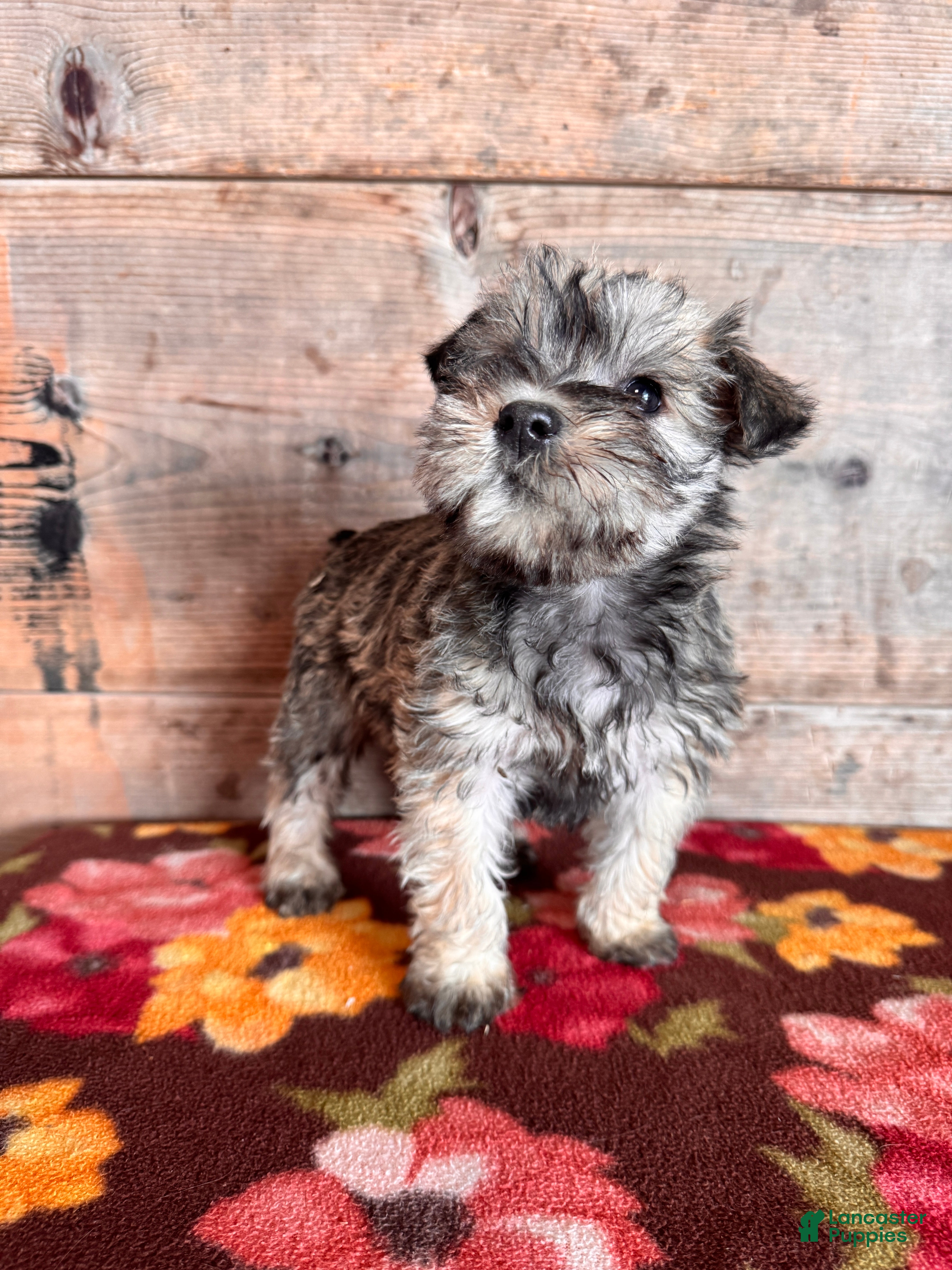 Miniature Schnauzer dogs Miniature Schnauzer Puppy 3 - Ad 2