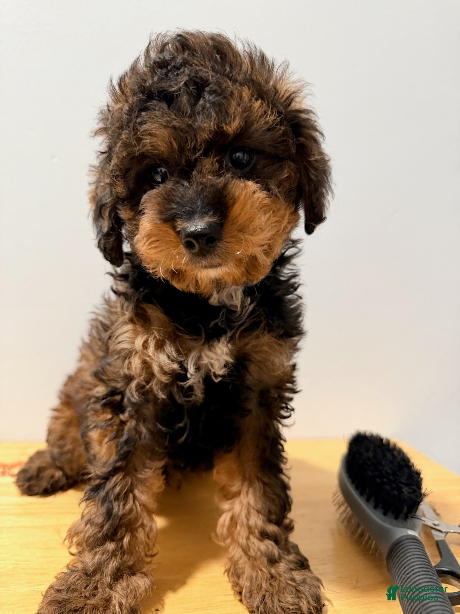 Toy Poodle dogs for sale: Toy Poodle male 1 - Ad 1