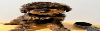 Toy Poodle male 1