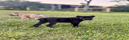Cane Corso dogs for sale: Bear - ICCF Registered Cane Corso Italian Mastiff - Ad 6