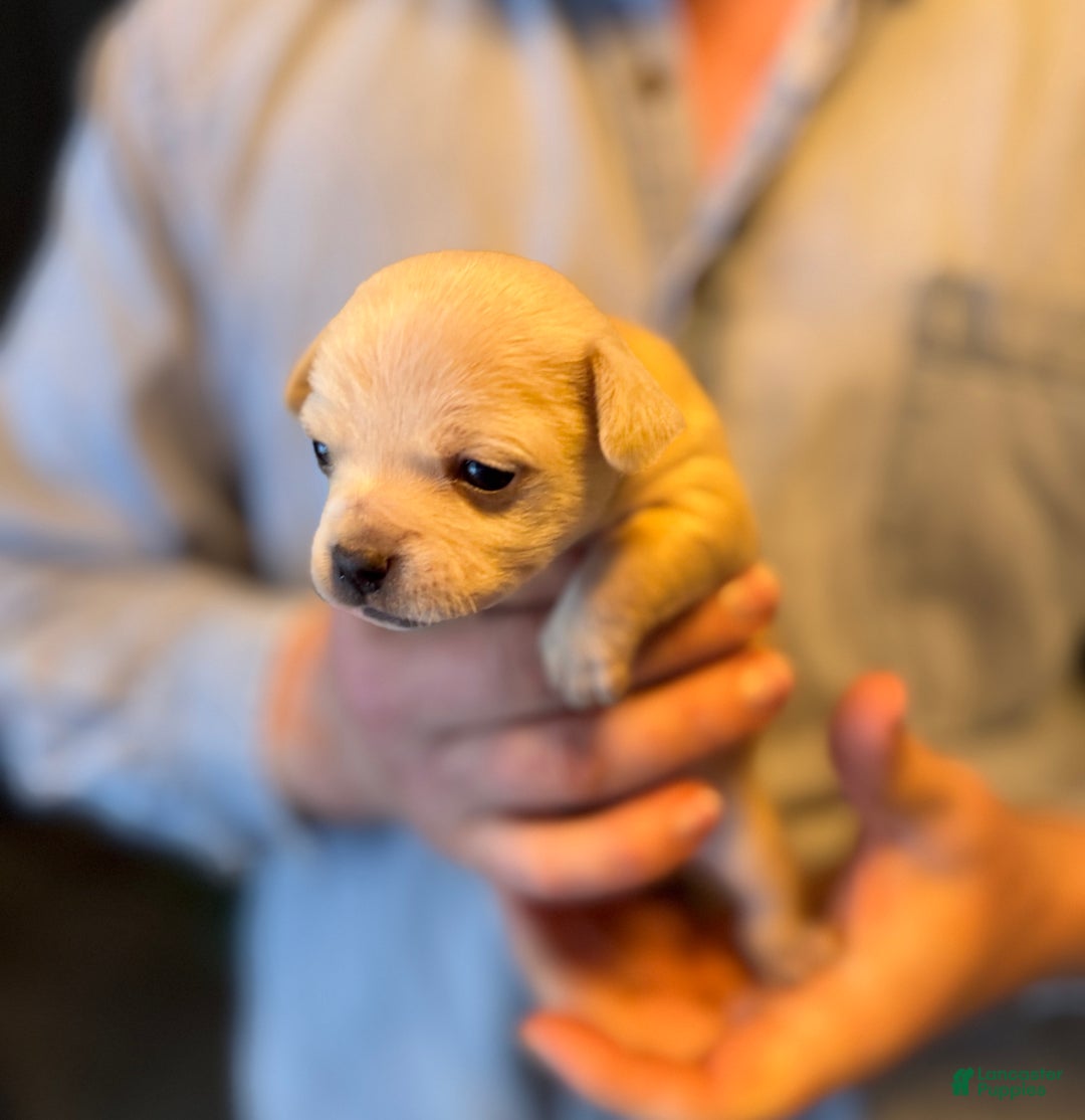 Chihuahua dogs for sale: Christmas  - Ad 7