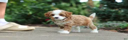 Cavapoo dogs for sale: Dolly - Ad 11