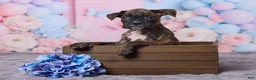Boxer dogs for sale: Max - Ad 1
