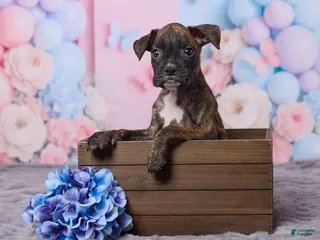 Boxer dogs for sale: Max - Ad 2