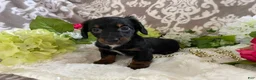 Miniature Dachshund dogs for sale: Kira - Ad 5