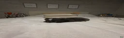 Chihuahua dogs for sale: jazz - Ad 5