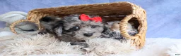 Bichpoo dogs for sale: NORMAN - Ad 5