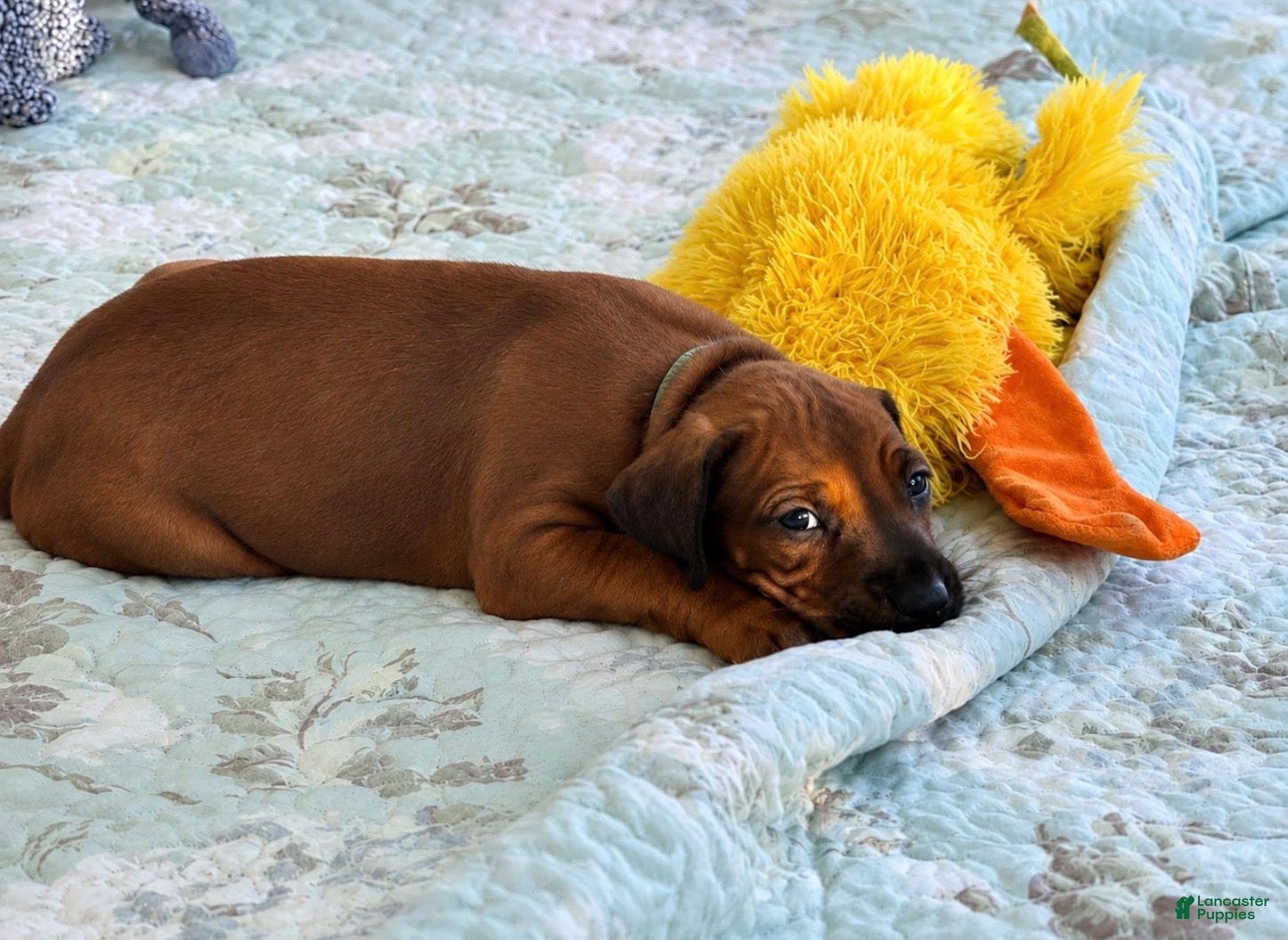 Rhodesian Ridgeback dogs Rhodesian Ridgeback -Whopper - Ad 1
