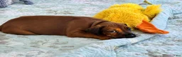 Rhodesian Ridgeback dogs for sale: Rhodesian Ridgeback -Whopper - Ad 5