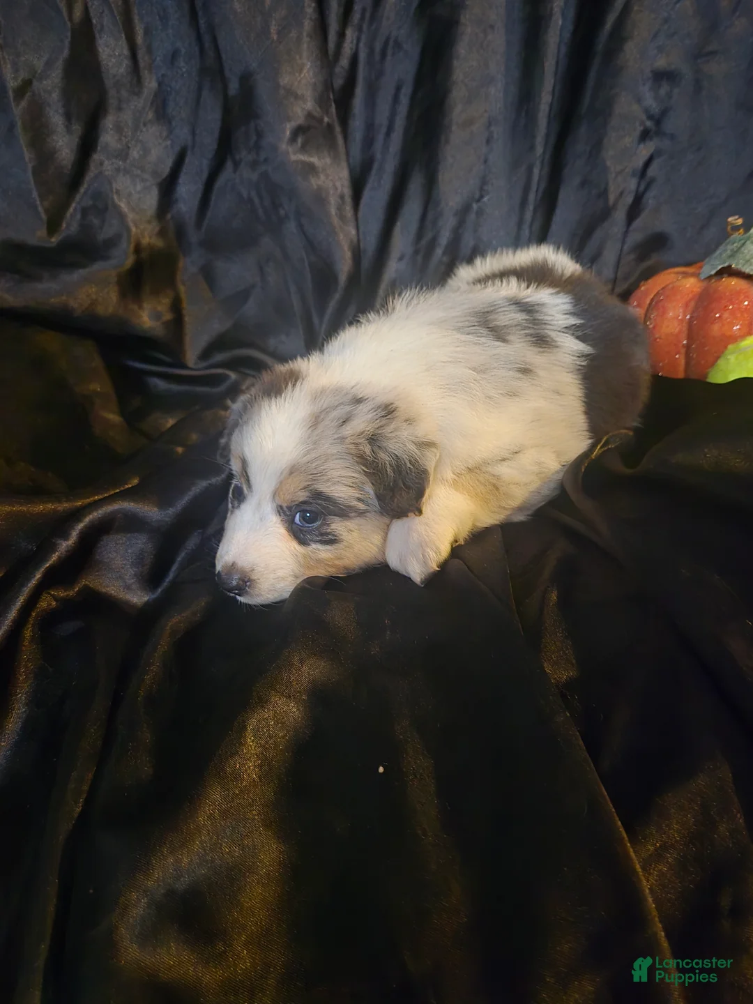 Australian Shepherd dogs for sale: "Backpack" -Tricolor blue merle (blue eyed) - Ad 1