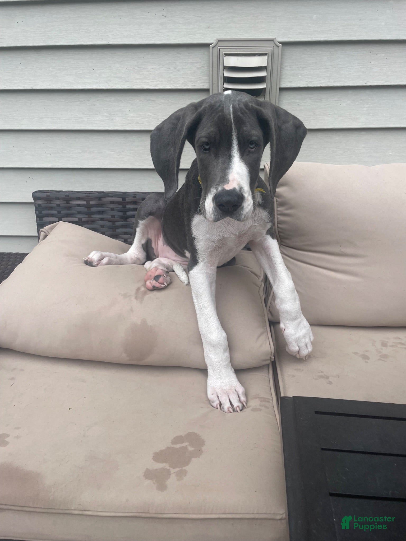 Great Dane dogs Diamond - Ad 33