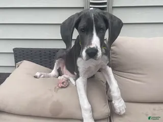 Great Dane dogs Diamond - Ad 2