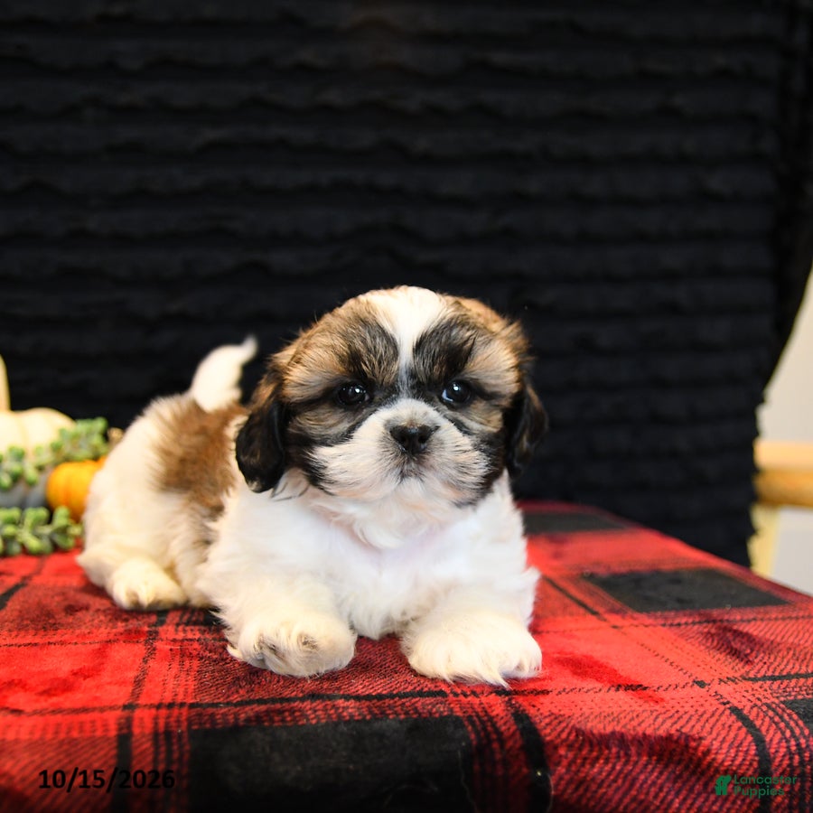 Shih Tzu dogs Benny - Ad 1