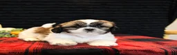 Shih Tzu dogs for sale: Benny - Ad 1