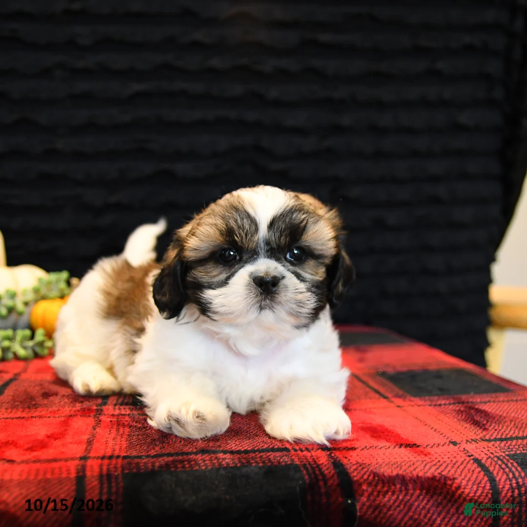 Shih Tzu dogs for sale: Benny - Ad 1