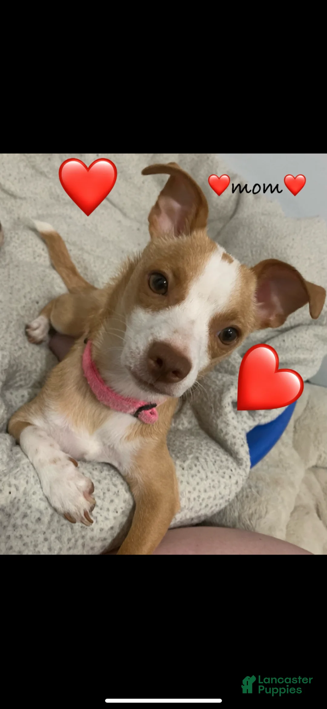 Chihuahua dogs for sale: Chihuahua Puppy 3 - Ad 2