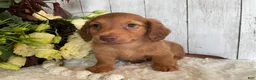 Miniature Dachshund dogs for sale: Lynn - Ad 3
