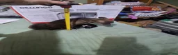 Chihuahua dogs for sale: Chihuahua 1 - Ad 15