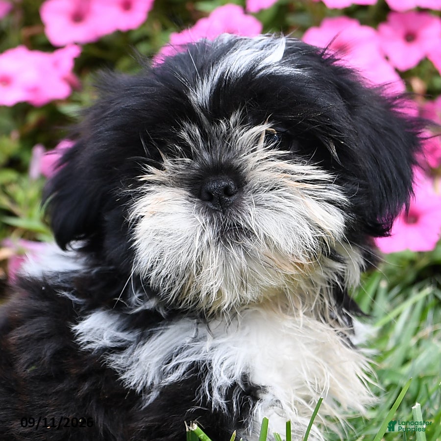 Shih Tzu dogs Angello - Ad 2