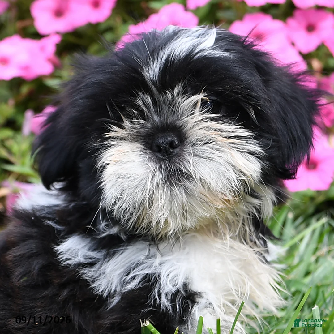 Shih Tzu dogs for sale: Angello - Ad 2
