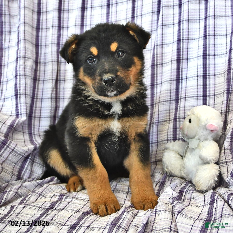 Mixed Breed dogs Maya - Ad 34