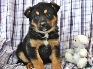 Mixed Breed dogs Maya - Ad 34