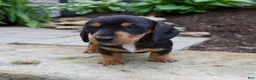 Miniature Dachshund dogs for sale: Grady - Ad 5