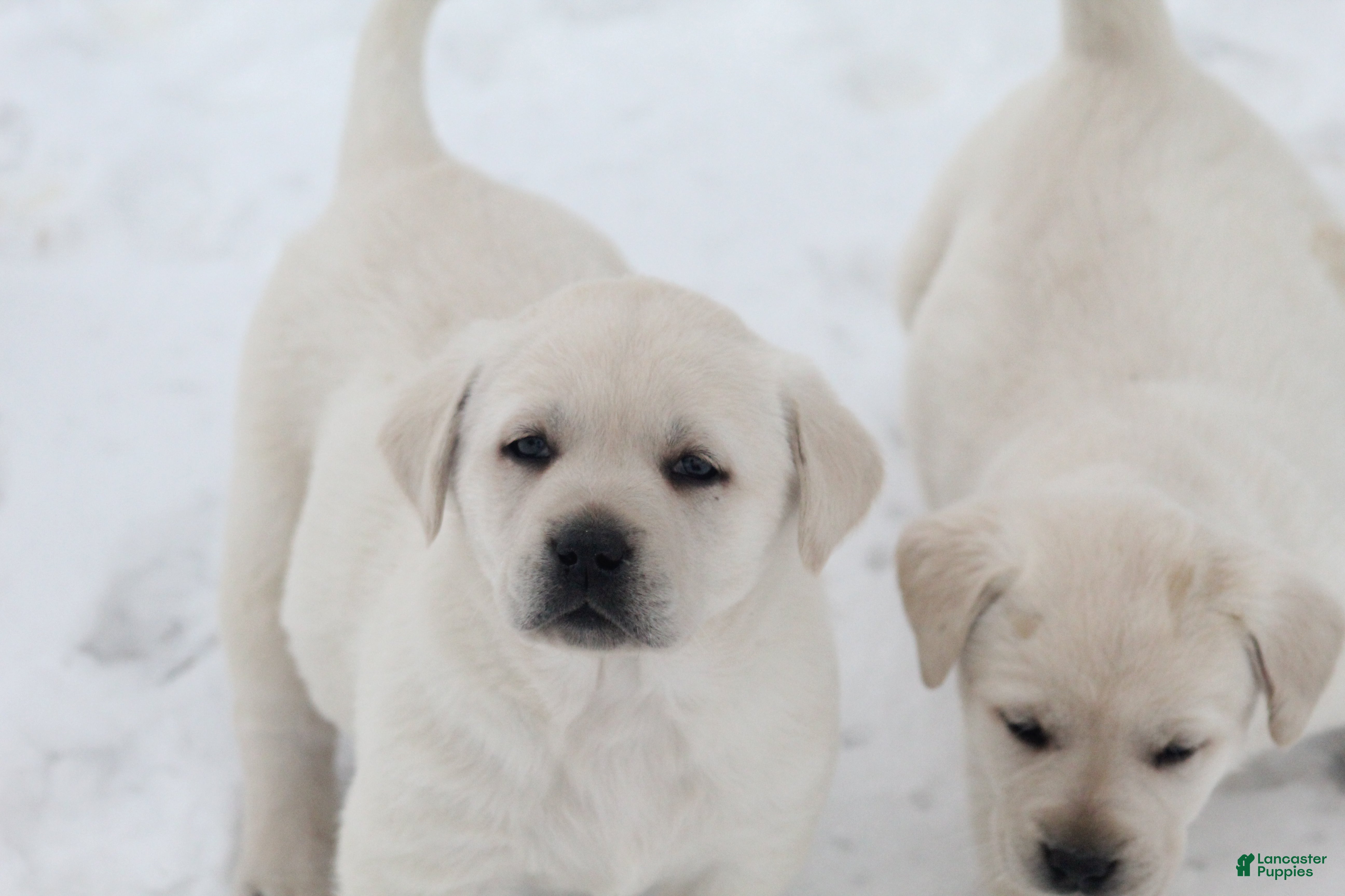 Labrador Retriever dogs Labrador Retriever Puppy 1 - Ad 1