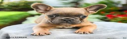 French Bulldog dogs for sale: Alden - Ad 4