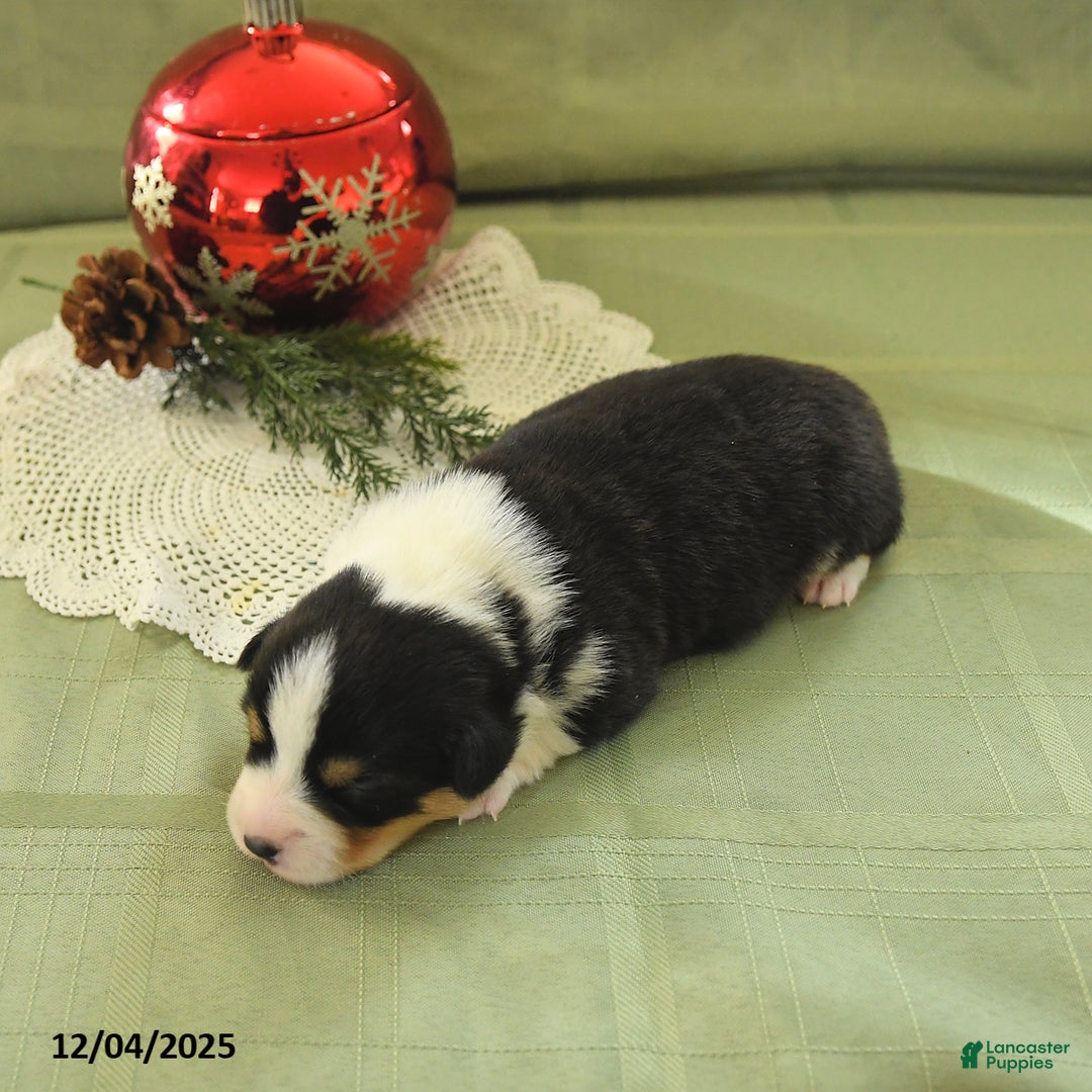 Welsh Corgi Pembroke dogs for sale: Prince    - Ad 4