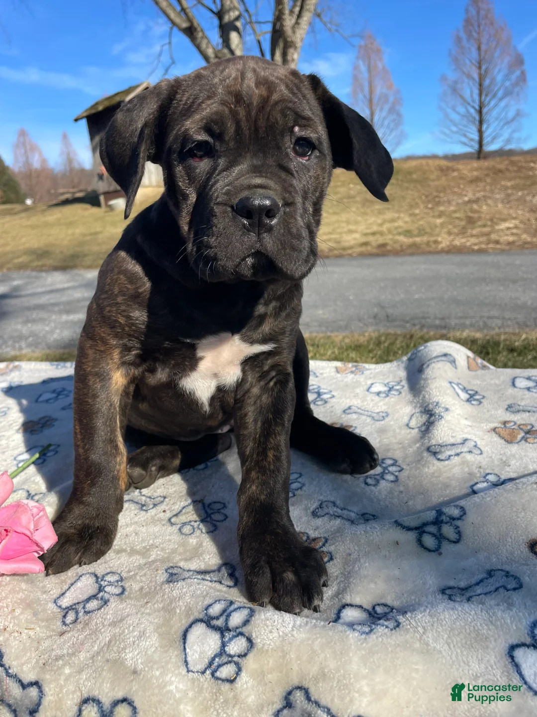 Cane Corso dogs for sale: Luna - Ad 3