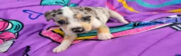 Chihuahua dogs for sale: Bria - Ad 1