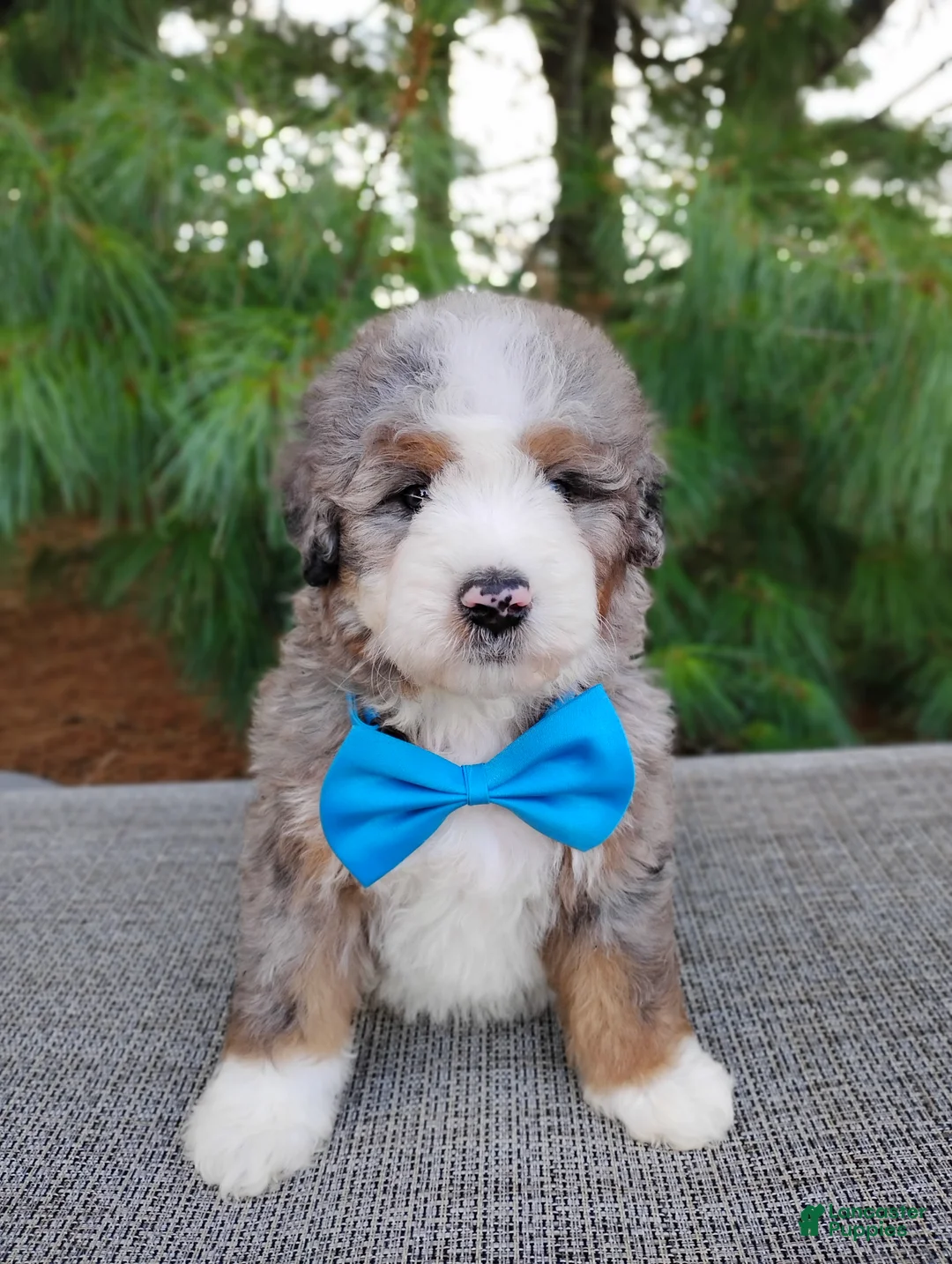 Bernedoodle dogs for sale: Graham - Ad 4