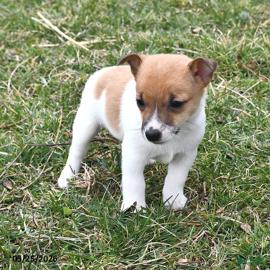 Jack Russell Terrier dogs Sugar - Ad 1