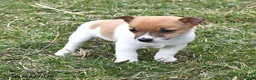 Jack Russell Terrier dogs for sale: Sugar - Ad 1