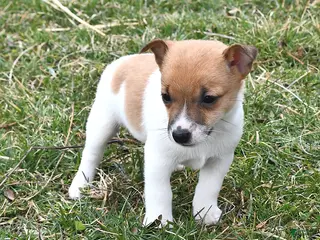 Jack Russell Terrier dogs for sale: Sugar - Ad 1