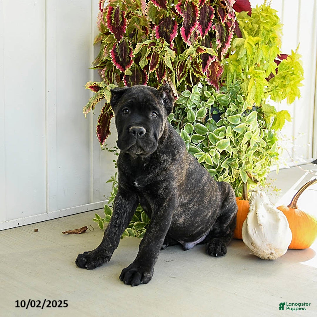 Cane Corso dogs for sale: Lance  - Ad 9