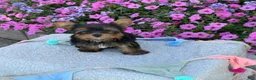 Yorkshire Terrier dogs for sale: Ira - Ad 4