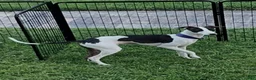 Italian Greyhound dogs for sale: Rufus - Ad 8