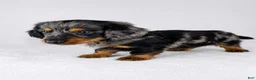 Miniature Dachshund dogs for sale: Gizmo - Ad 5