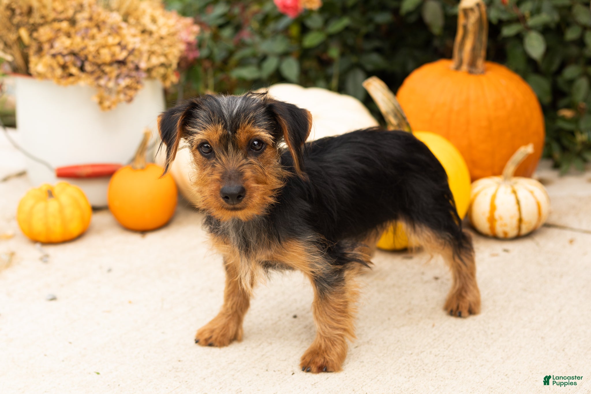 Yorkshire Terrier dogs Ollie - Ad 15