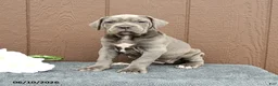 Cane Corso dogs for sale: Camille - Ad 3
