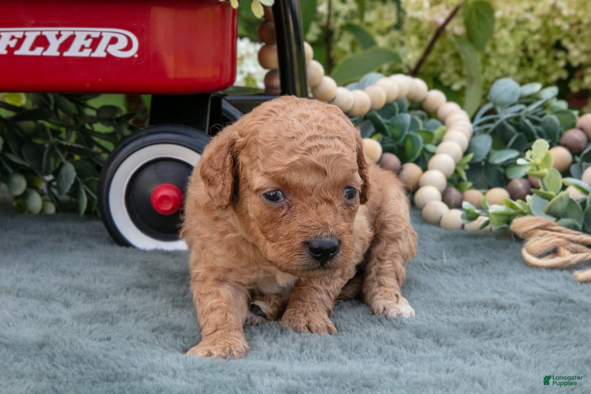 Mini Goldendoodle dogs Barbie - Ad 1