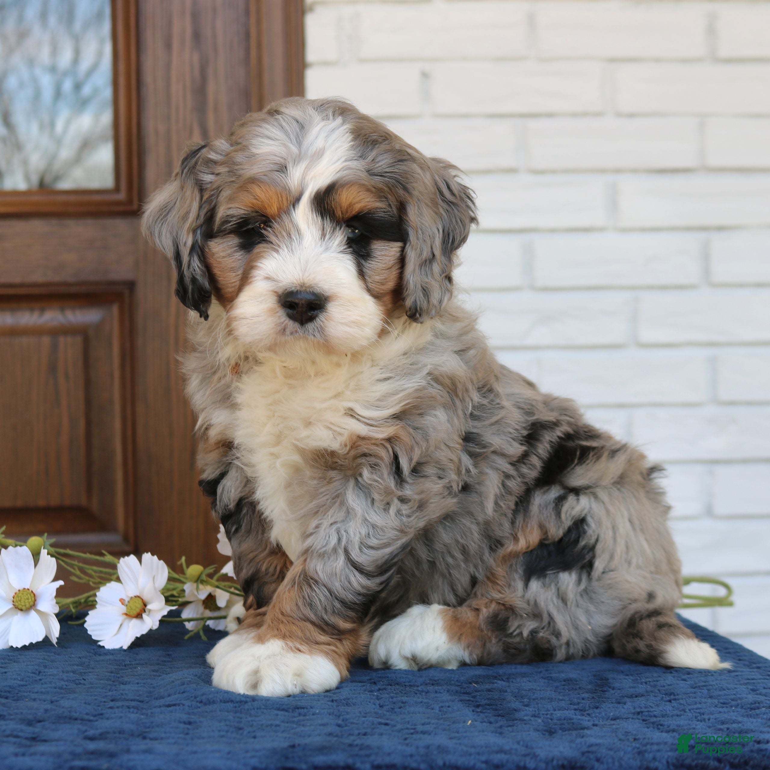 Mini Bernedoodle dogs Jet  - Ad 2