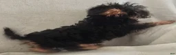 Yorkiepoo dogs for sale: Zeus - Ad 3