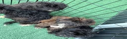 Shihpoo dogs for sale: Benny - Ad 5