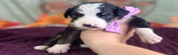 Bernedoodle dogs for sale: Ingrid - Ad 5
