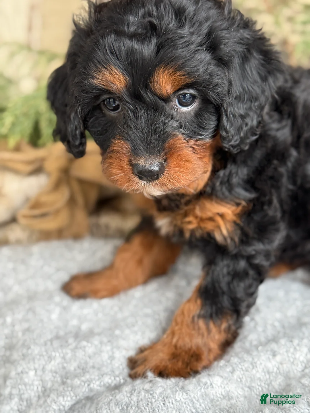 Mixed Breed dogs for sale: Marsh - Ad 10