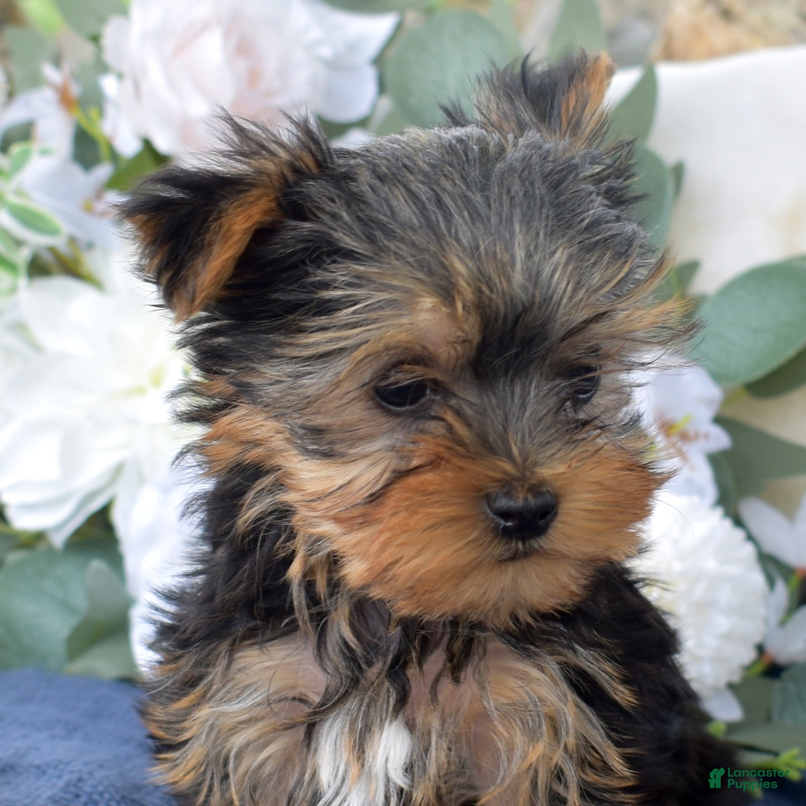Yorkshire Terrier dogs Ritz - Ad 2