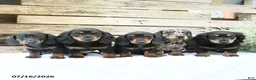 Miniature Dachshund dogs for sale: Duchess - Ad 5